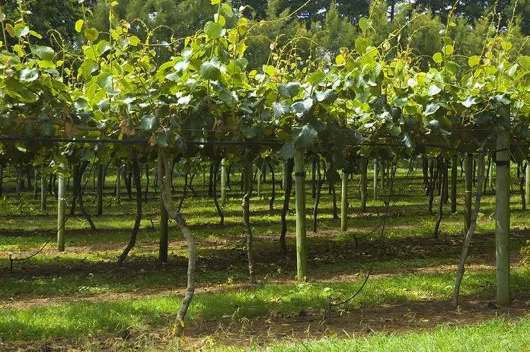 Discover New Zealand’s Ultimate Kiwifruit Orchard Experience! 2