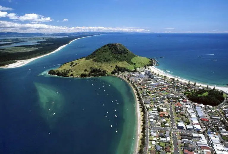 Discover New Zealand’s Ultimate Kiwifruit Orchard Experience! 3