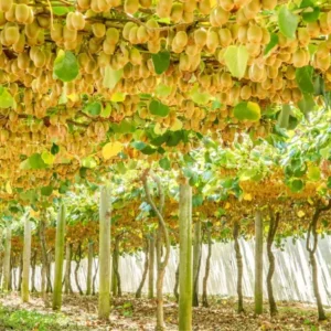 Discover New Zealand’s Ultimate Kiwifruit Orchard Experience!