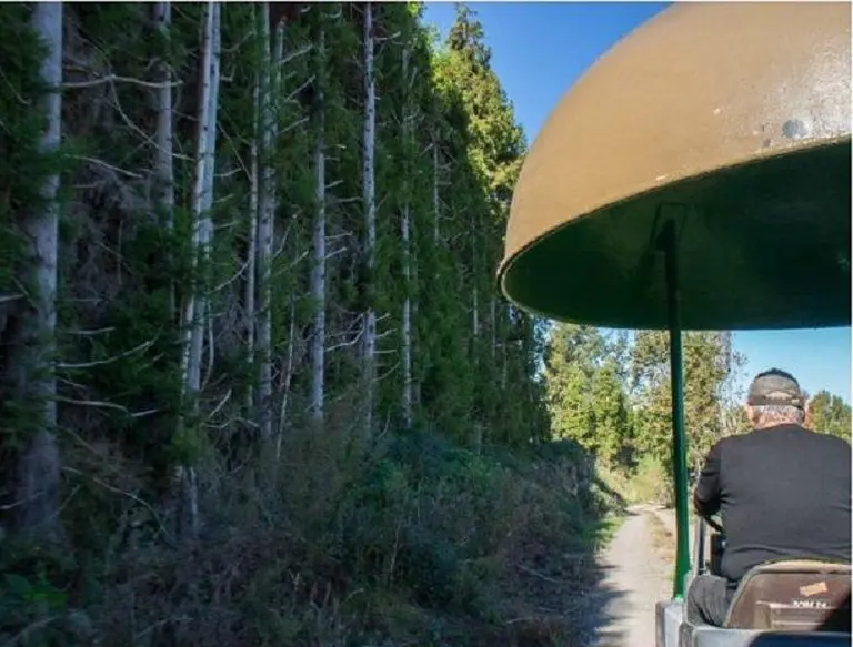 Discover New Zealand’s Ultimate Kiwifruit Orchard Experience! 6