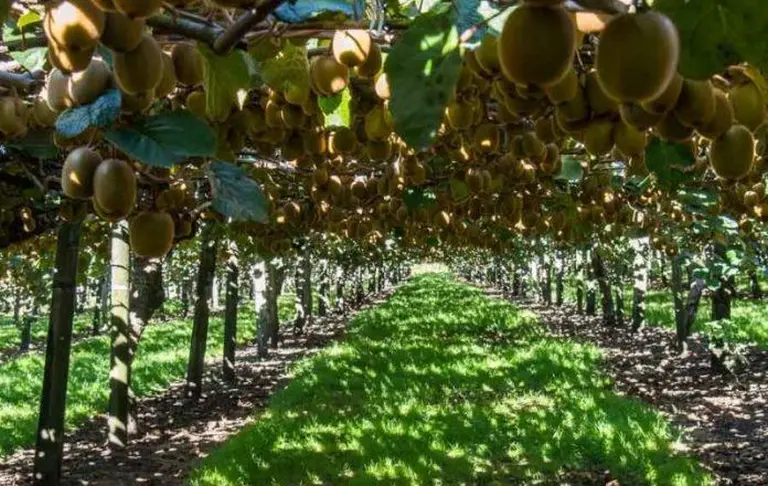 Discover New Zealand’s Ultimate Kiwifruit Orchard Experience! 7