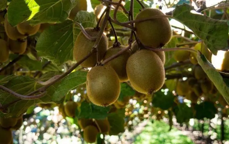 Discover New Zealand’s Ultimate Kiwifruit Orchard Experience! 8