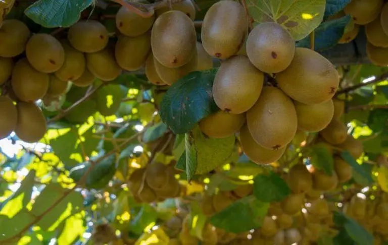 Discover New Zealand’s Ultimate Kiwifruit Orchard Experience! 9