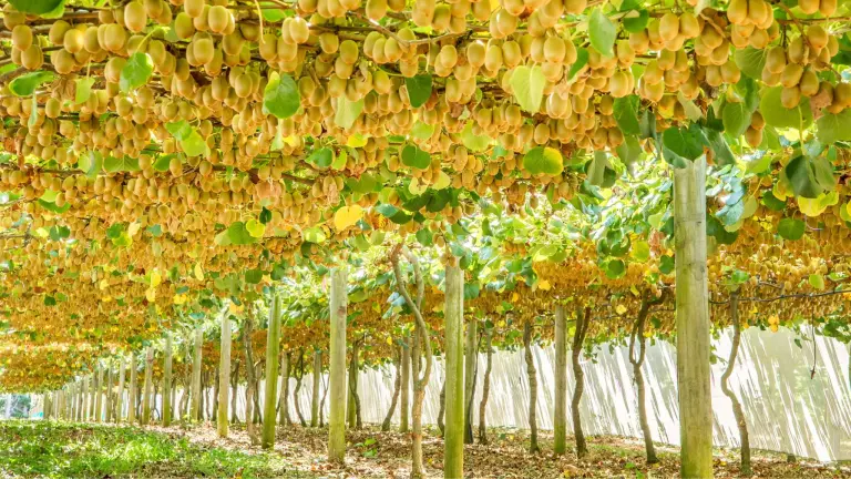 Discover New Zealand’s Ultimate Kiwifruit Orchard Experience!