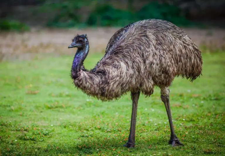 Must-buy Souvenirs In Sydney To Remember Your Amazing Australian Adventure 12