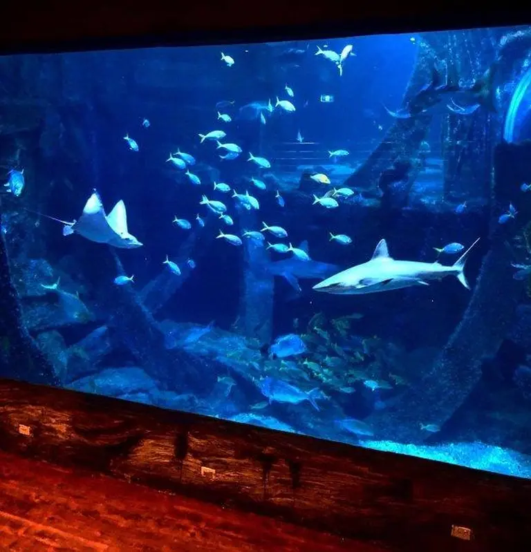 Sea Life Melbourne Aquarium 10