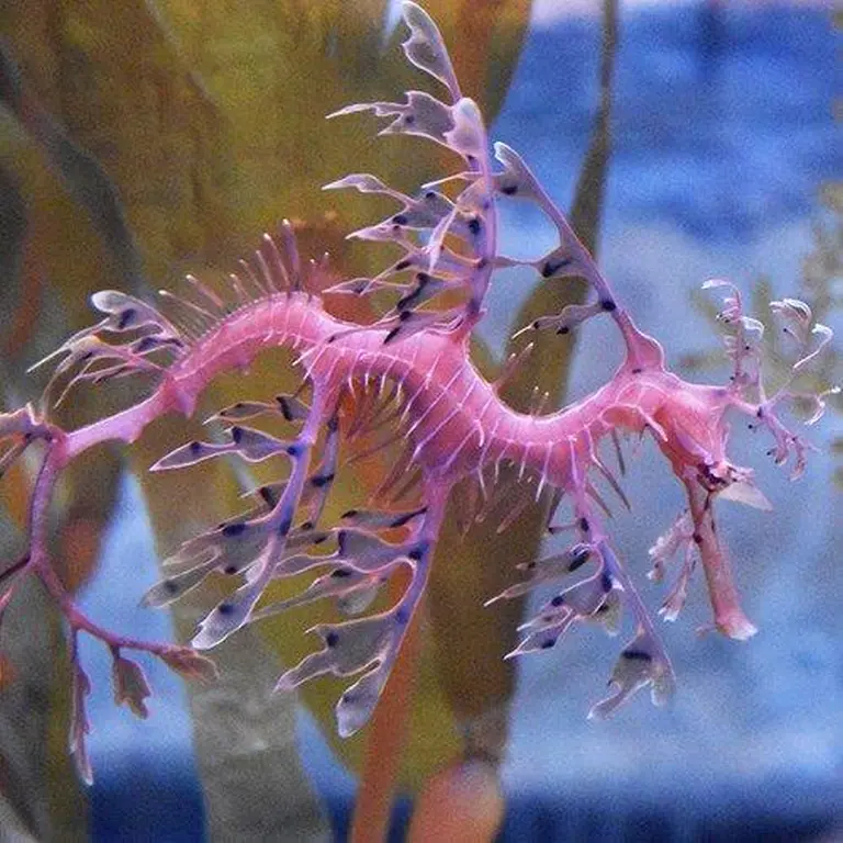 Sea Life Melbourne Aquarium 11