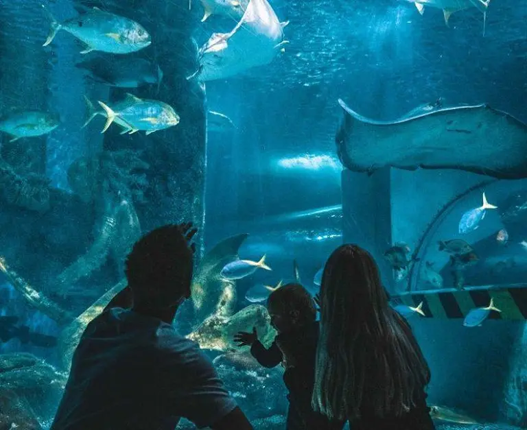 Sea Life Melbourne Aquarium 13