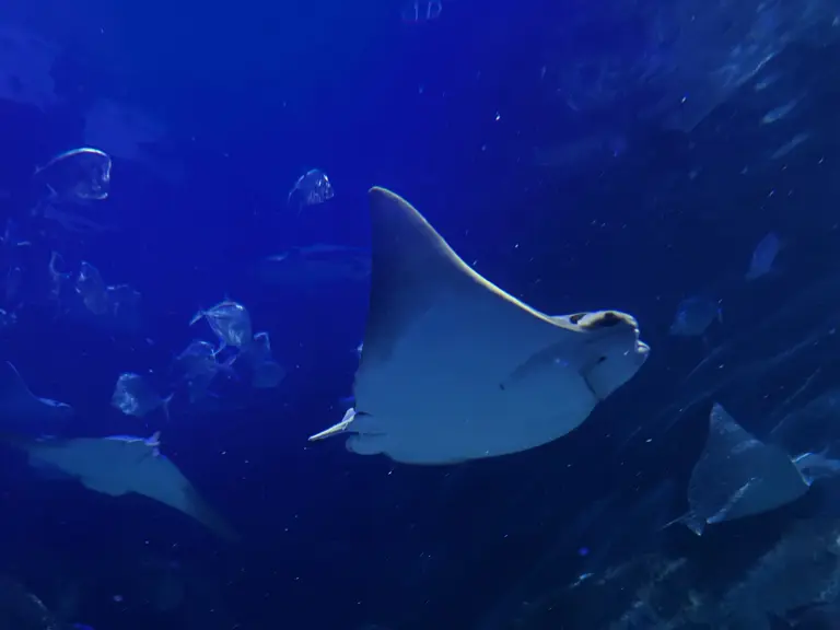 Sea Life Melbourne Aquarium 4