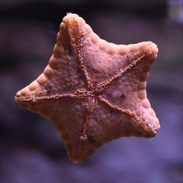 Sea Life Melbourne Aquarium 5