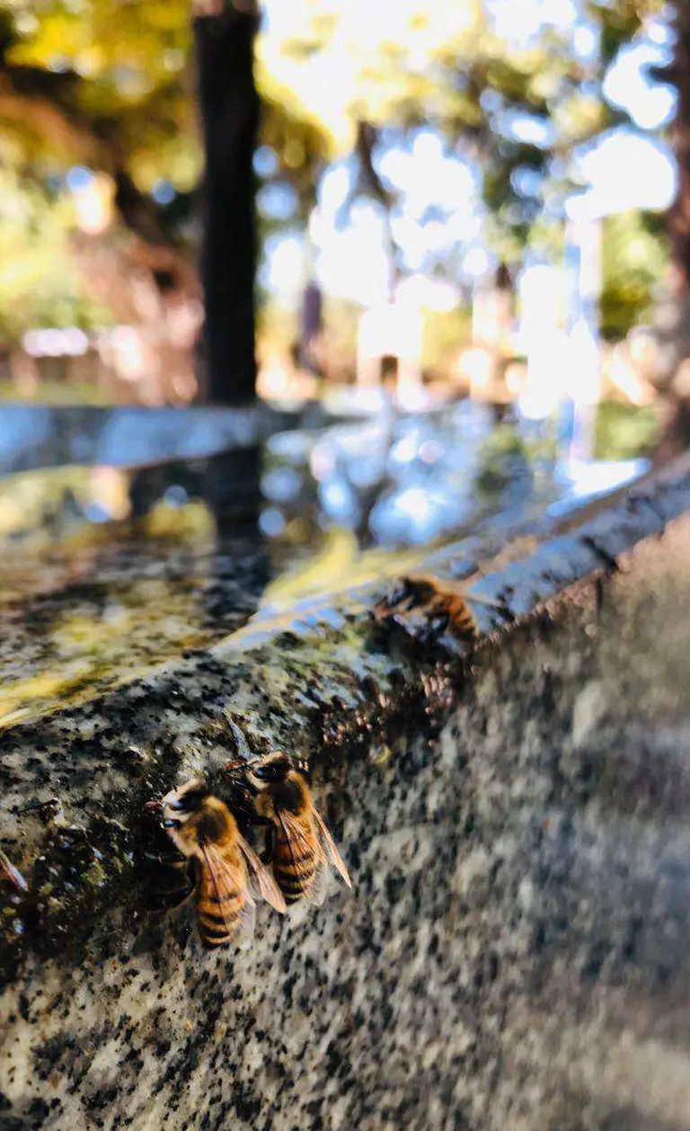 The Japanese Shrine That Built A Tiny Water Temple Just For Bees 1