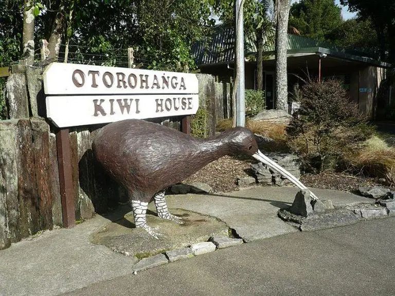 Where To See Kiwi Birds In New Zealand 3