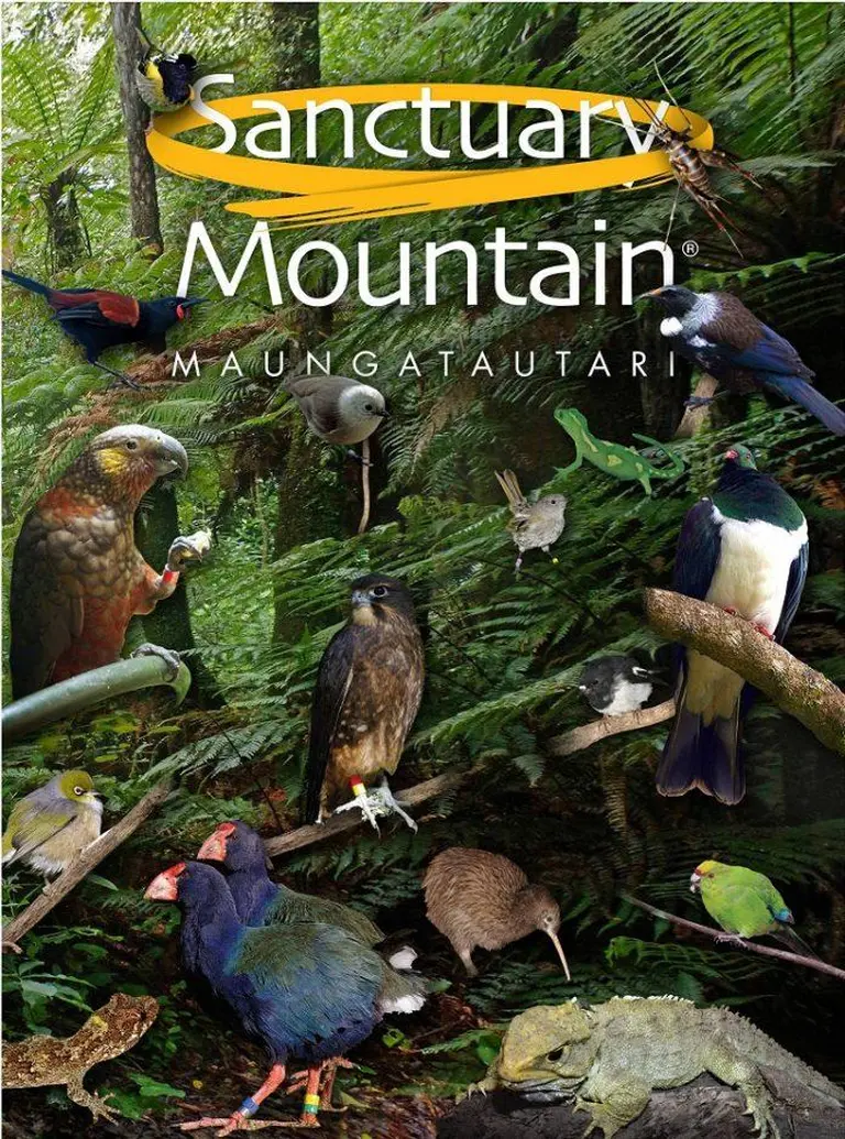 Where To See Kiwi Birds In New Zealand 4