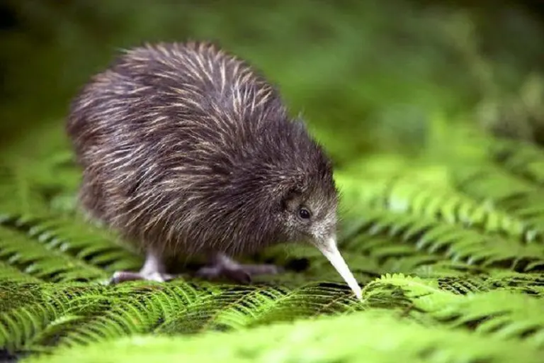 Where To See Kiwi Birds In New Zealand