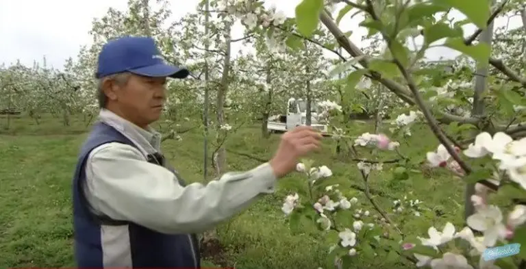 What Makes The World’s Most Expensive Apple 2