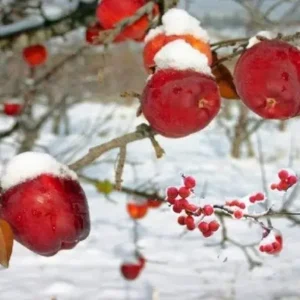 What Makes The World’s Most Expensive Apple