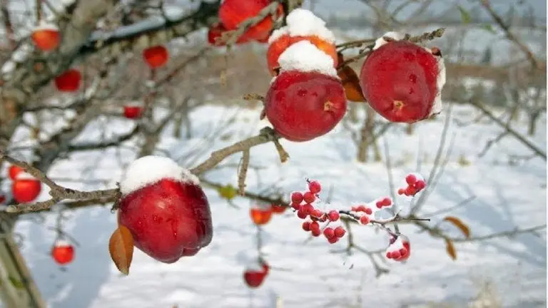 What Makes The World’s Most Expensive Apple