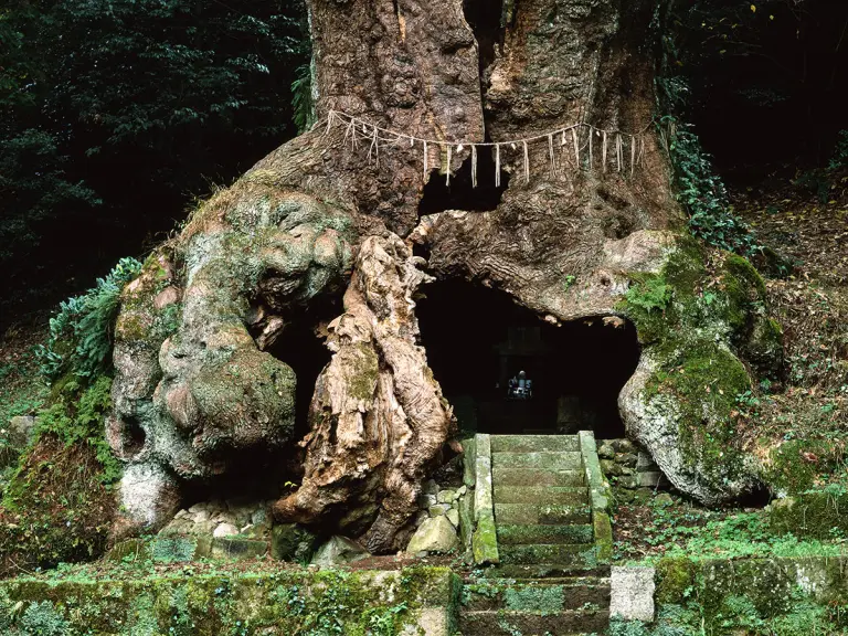 The 3,000-year-old Sacred Tree At Takeo Shrine, Japan 1