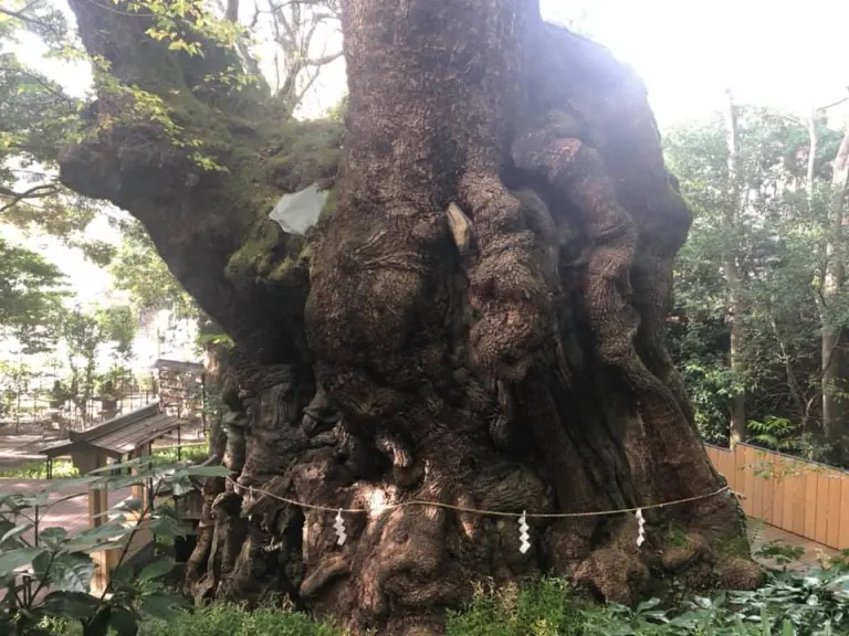 The 3,000-year-old Sacred Tree At Takeo Shrine, Japan 2