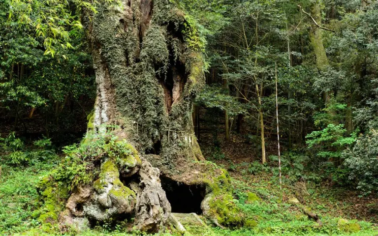 The 3,000-year-old Sacred Tree At Takeo Shrine, Japan 3