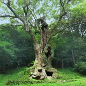 The 3,000-year-old Sacred Tree At Takeo Shrine, Japan