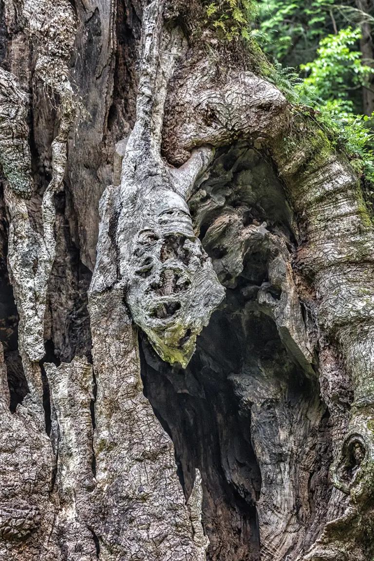 The 3,000-year-old Sacred Tree At Takeo Shrine, Japan 4