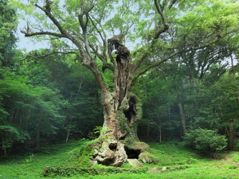 The 3,000-year-old Sacred Tree At Takeo Shrine, Japan