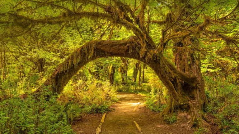 Visit Hoh Rainforest 1