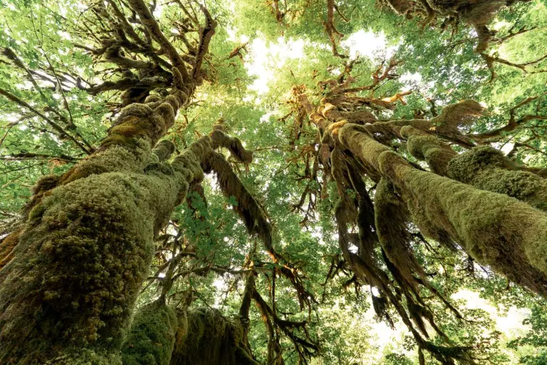 Visit Hoh Rainforest 2