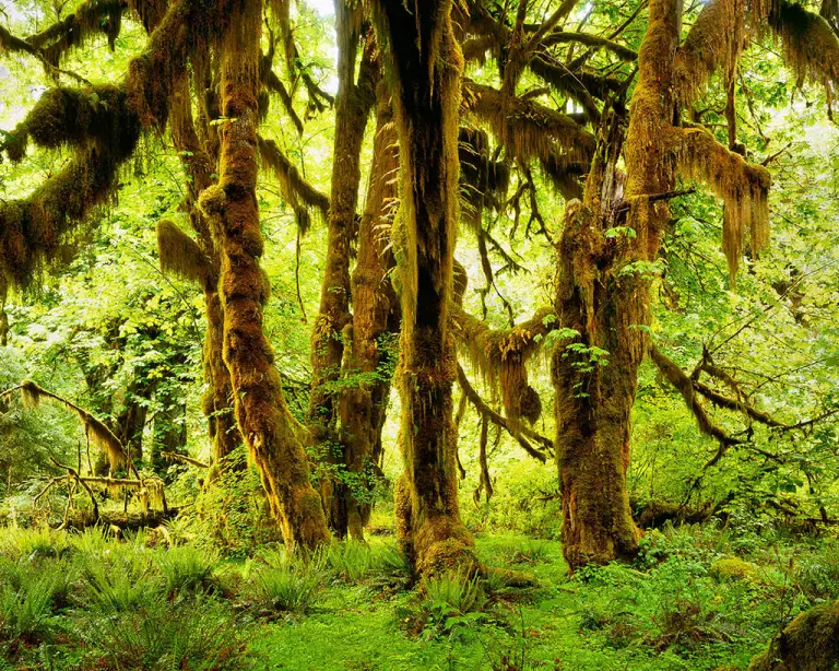 Visit Hoh Rainforest 3