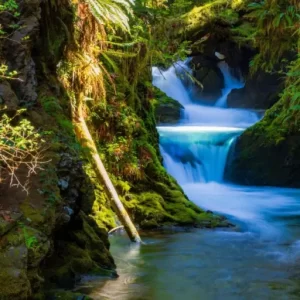 Visit Hoh Rainforest