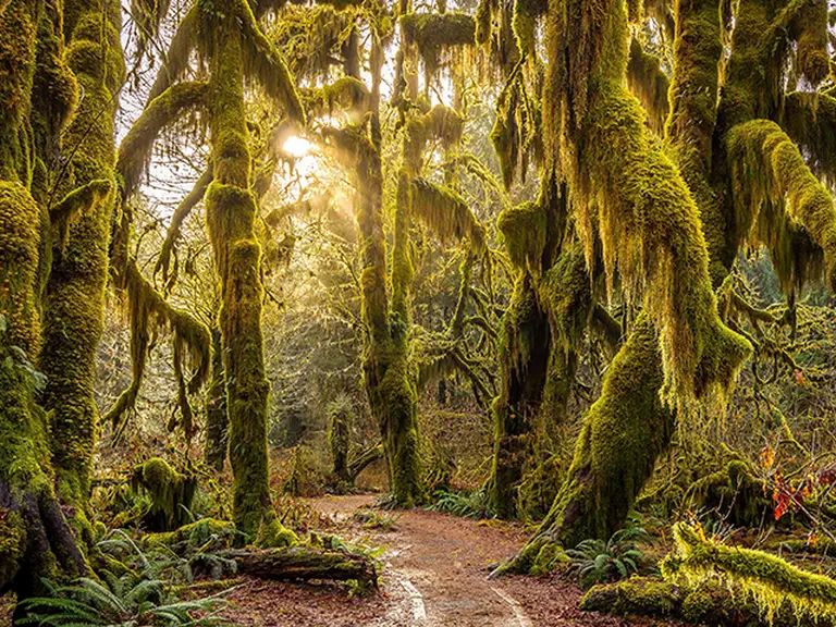 Visit Hoh Rainforest 4