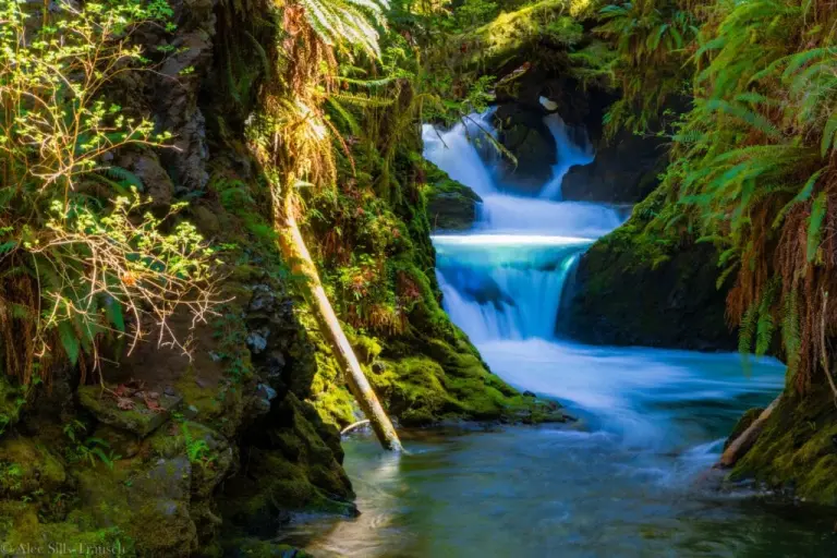 Visit Hoh Rainforest