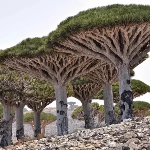 The Strange Island Home to One of the Most Unique Trees on Earth