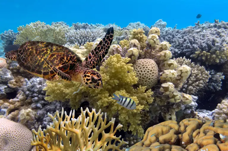 Ultimate Guide To The Great Barrier Reef 1