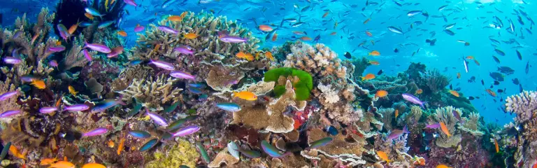 Ultimate Guide To The Great Barrier Reef 2