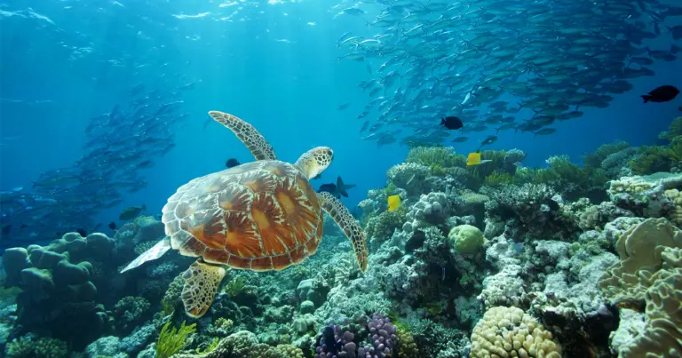 Ultimate Guide To The Great Barrier Reef 3