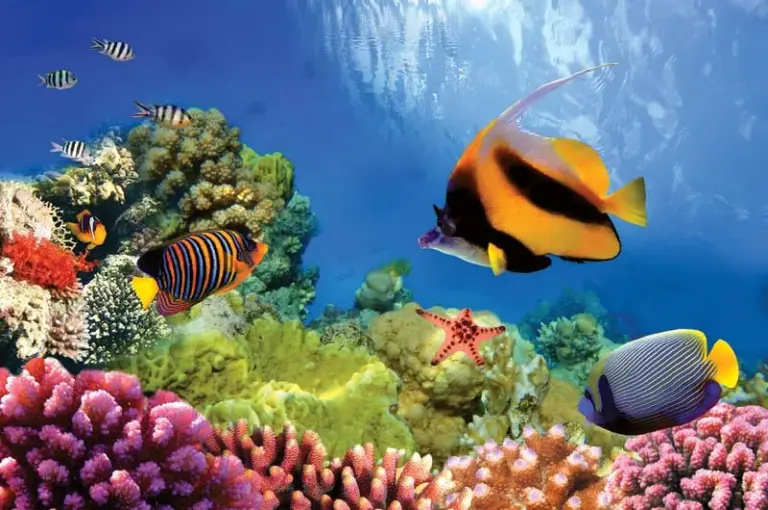 Ultimate Guide To The Great Barrier Reef 4
