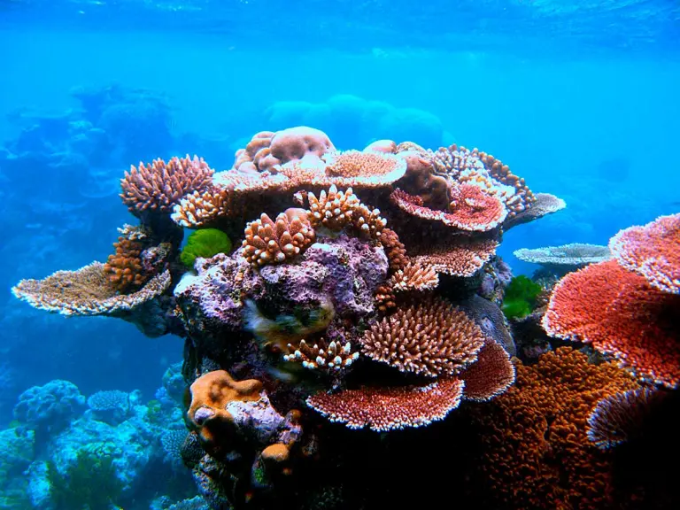 Ultimate Guide To The Great Barrier Reef 5
