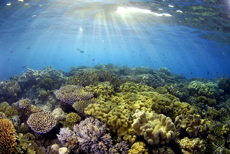 Ultimate Guide To The Great Barrier Reef 6