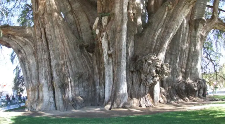 El Árbol Del Tule – The Thousand-year-old Giant Tree In Mexico That Takes 30 People To Embrace 1