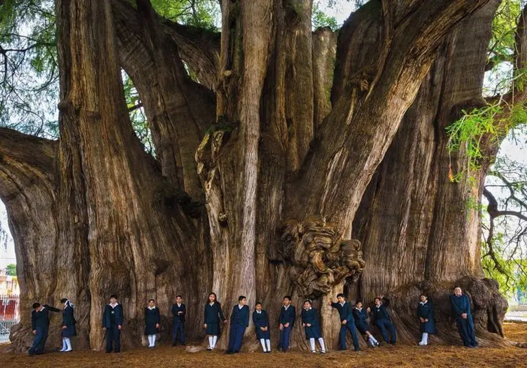 El Árbol Del Tule – The Thousand-year-old Giant Tree In Mexico That Takes 30 People To Embrace 3