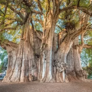 El Árbol Del Tule – The Thousand-year-old Giant Tree In Mexico That Takes 30 People To Embrace