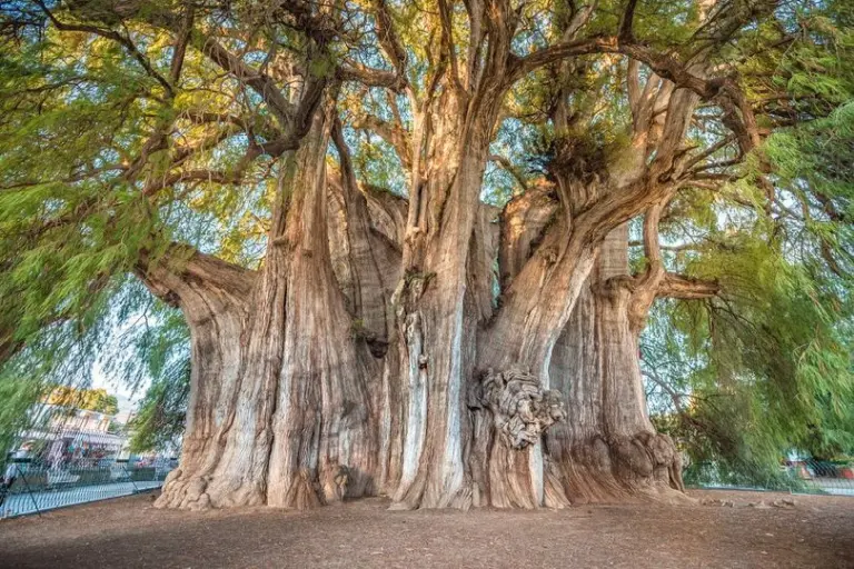 El Árbol Del Tule – The Thousand-year-old Giant Tree In Mexico That Takes 30 People To Embrace