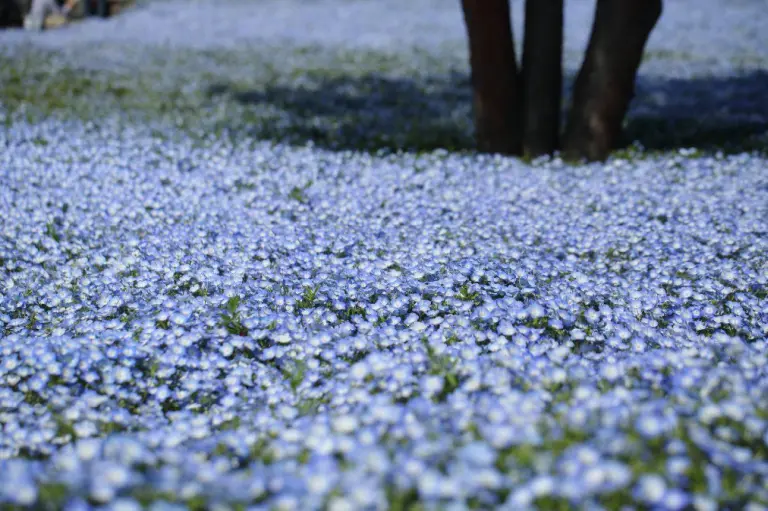4.5 Million Blue Blossoms Burst Into Bloom At A Japanese Park 1