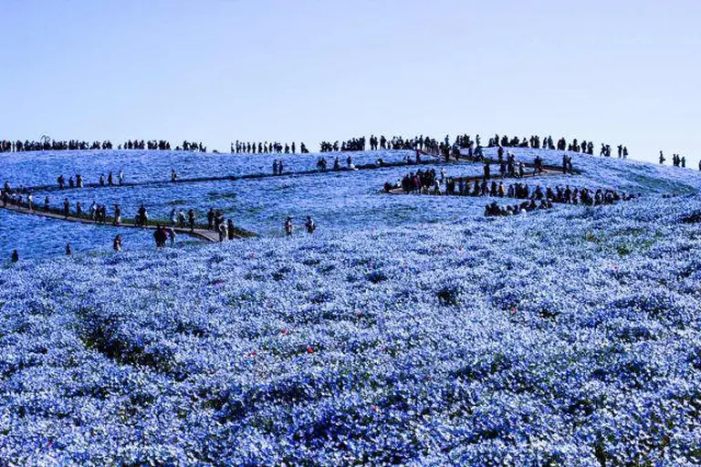 4.5 Million Blue Blossoms Burst Into Bloom At A Japanese Park 2