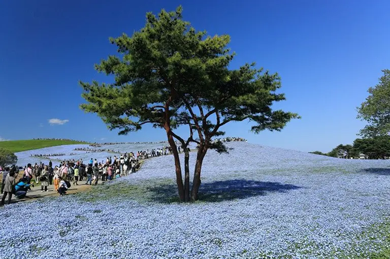 4.5 Million Blue Blossoms Burst Into Bloom At A Japanese Park 3