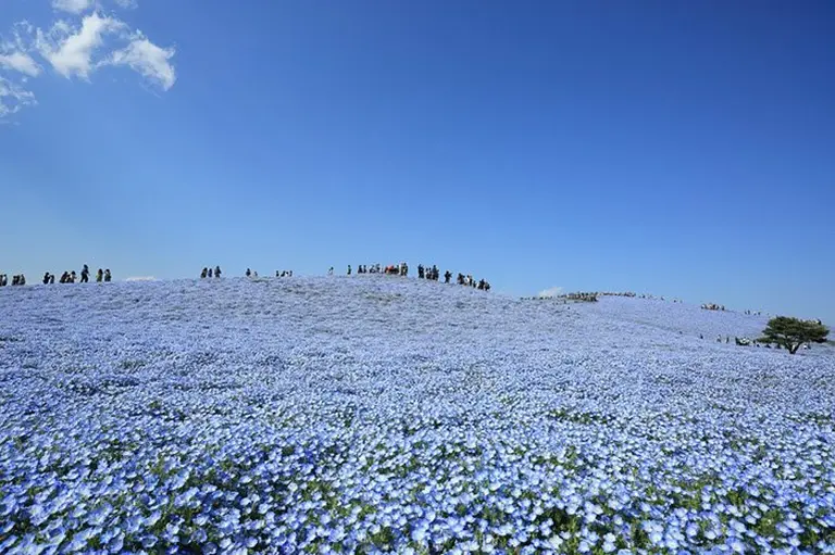 4.5 Million Blue Blossoms Burst Into Bloom At A Japanese Park 4