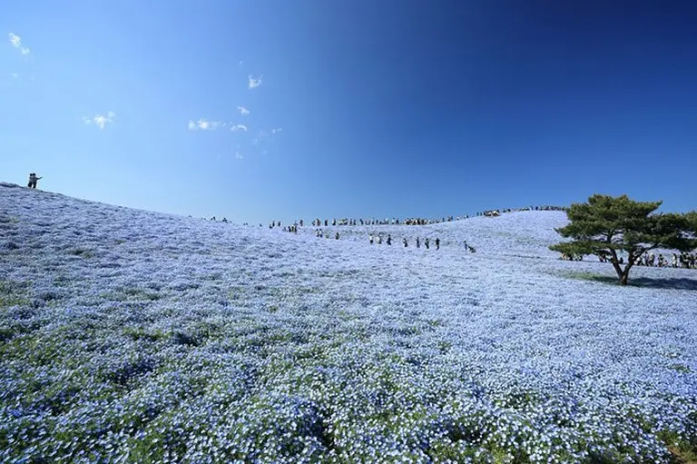 4.5 Million Blue Blossoms Burst Into Bloom At A Japanese Park 5