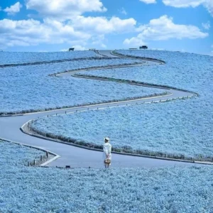 4.5 Million Blue Blossoms Burst Into Bloom At A Japanese Park Featured